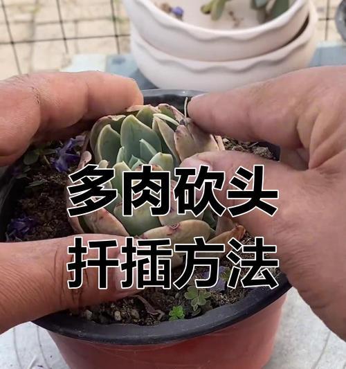 多肉初恋的扦插技巧与经验分享（多肉初恋，从扦插开始的美好）