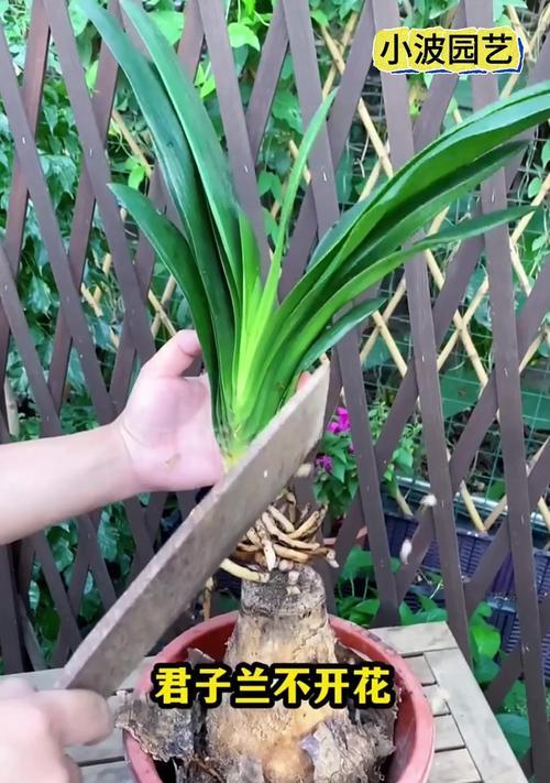 君子兰的露天养殖全指南（君子兰室外种植的最佳方法与技巧）