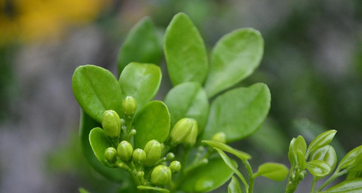 九里香花的栽培技巧（打造美丽花园的秘密武器）
