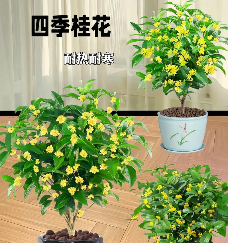 北方家庭桂花养殖全攻略（北方家庭如何成功养殖桂花）