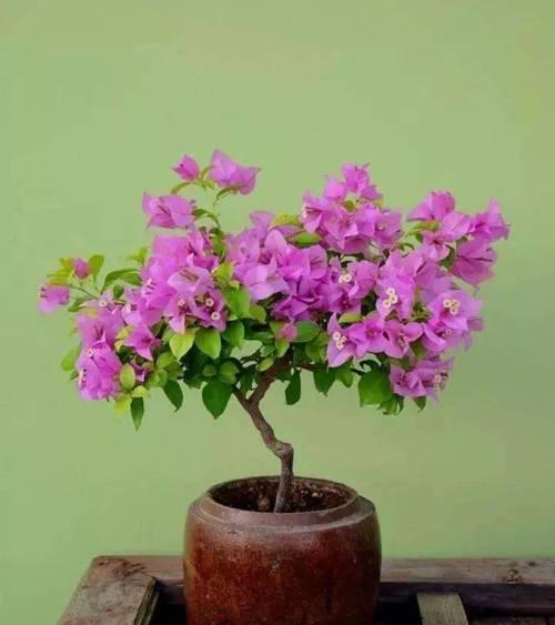 紫茉莉插扦后的养护技巧（学会正确的紫茉莉插扦养护，让植株更健康）