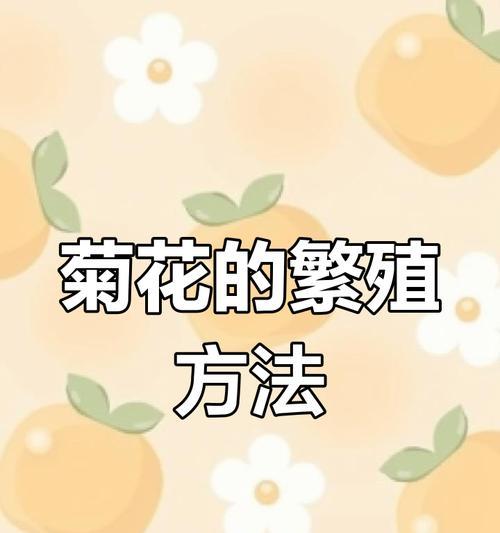 菊花的繁殖之谜（探秘菊花的繁殖方式与技巧）
