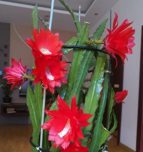 以河花另见的养殖技巧（探索河花养殖的新视角，提高水产养殖的效益和可持续发展）