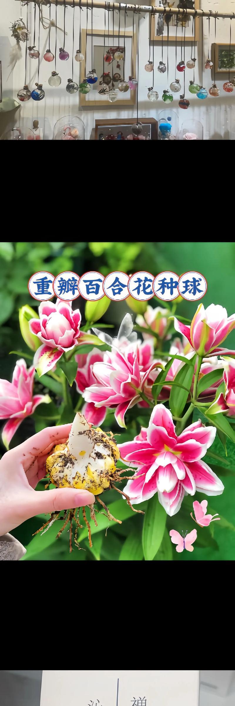 百合花蕊种植指南（从选种到花期，掌握百合花蕊的种植关键）