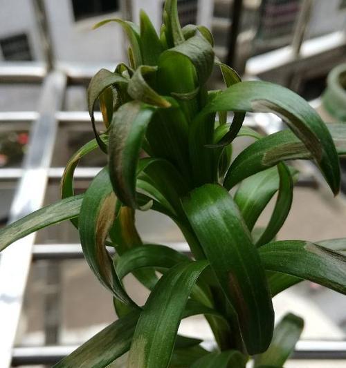 百合花凋谢的美丽哀愁（探索百合花枯萎的原因及象征意义）