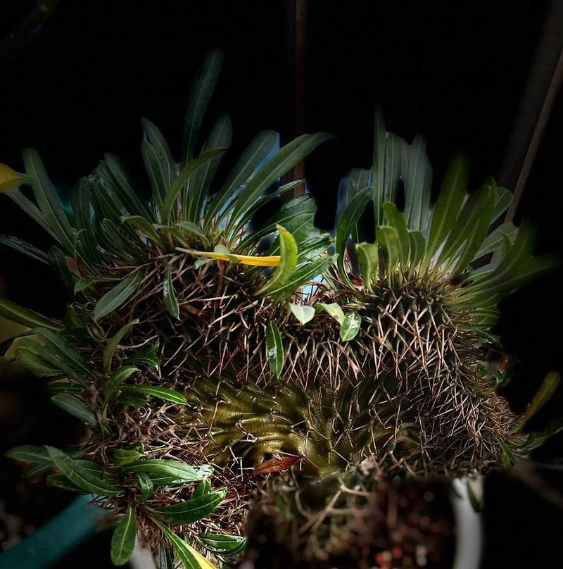 如何重新种植坏了的肉肉花（肉肉花种植技巧分享，让坏了的植物再次焕发生机）