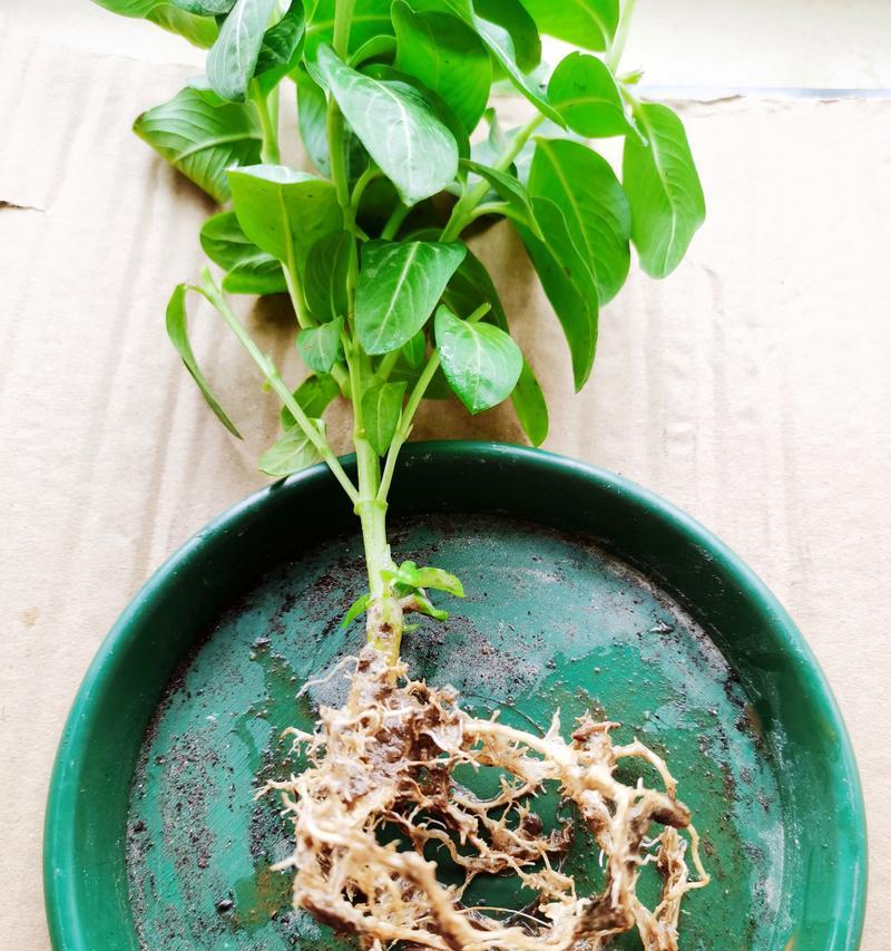 多肉植物根部清洁的方法与注意事项（掌握正确的多肉植物根部洗根技巧，让植物更健康）