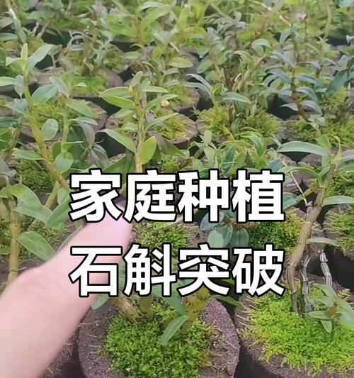 室内种植石斛的方法和注意事项（打造居家绿色空间，给身心带来健康快乐）