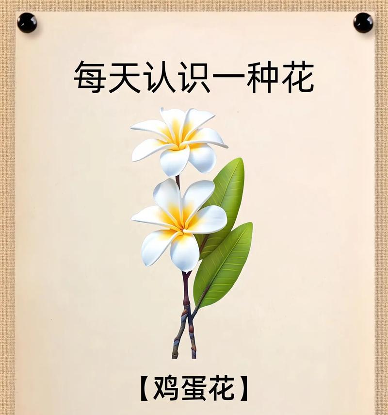打造绚丽花园——鸡蛋花的养护全攻略（一步步教你打理鸡蛋花，让花期更长久）