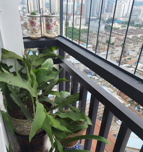 工地碎石子的惊人用途——兰花的育苗（工地废料变珍品、环境保护再升华、兰花成双赢、碎石子换绿色）