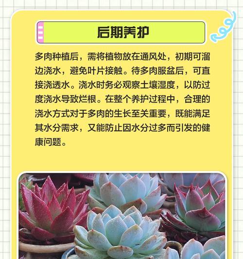 多肉植物种子种植指南（掌握关键步骤，培育美丽多肉）