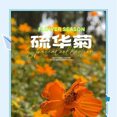 硫华菊，多年生的宝贝植物（探究硫华菊的品种、特点和生长习性）