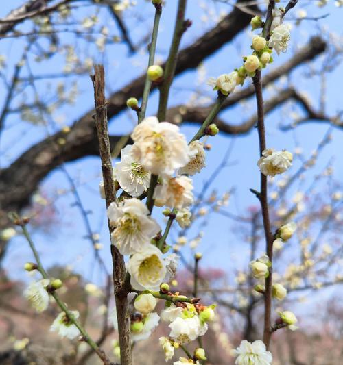 如何避免梅花叶子发蔫？（掌握正确的养护方法，让梅花常青不易凋零）