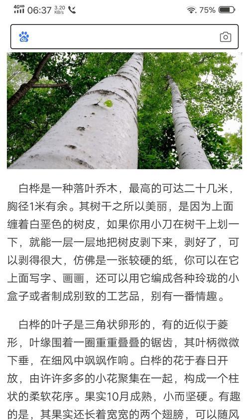 白桦树的繁殖方法（从种子到新苗，探索白桦树的繁衍之道）