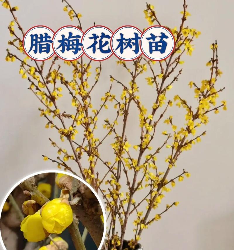 腊梅的种植方法与注意事项（探索腊梅种植的秘诀，打造花园的绚丽色彩）