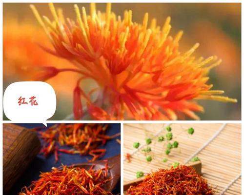 红花和藏红花（探究两种花的形态特征及药用价值）