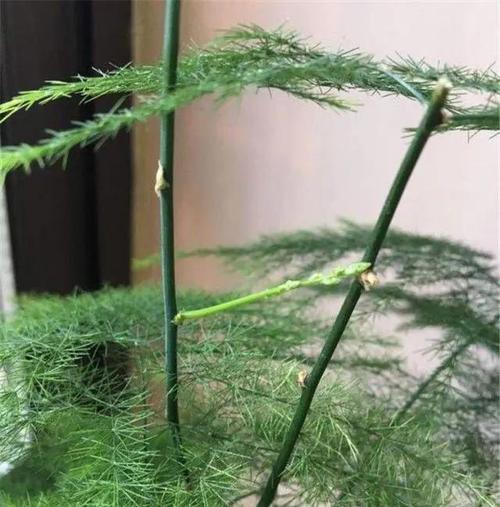 冬天家里有暖气怎么养文竹？（温暖的冬季，打造绿意盎然的室内空间）