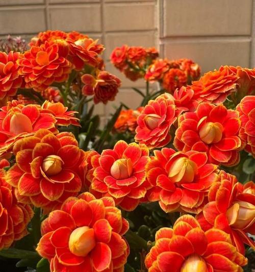 冬季花之色彩盛宴（缤纷花海中的冬日迷情）
