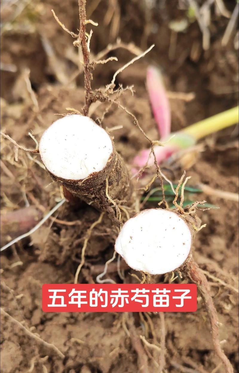 芍药球根的养殖方法及技巧（如何成功种植芍药球根，打造独特花坛）