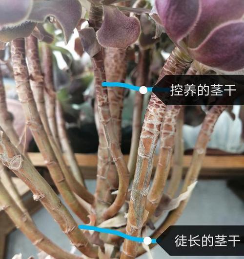 多肉长高了怎么办？（探索多肉植物生长的方法和技巧）