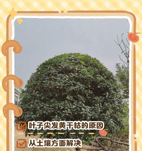 解决新栽树叶发黄的方法（保证树木健康生长的关键措施）
