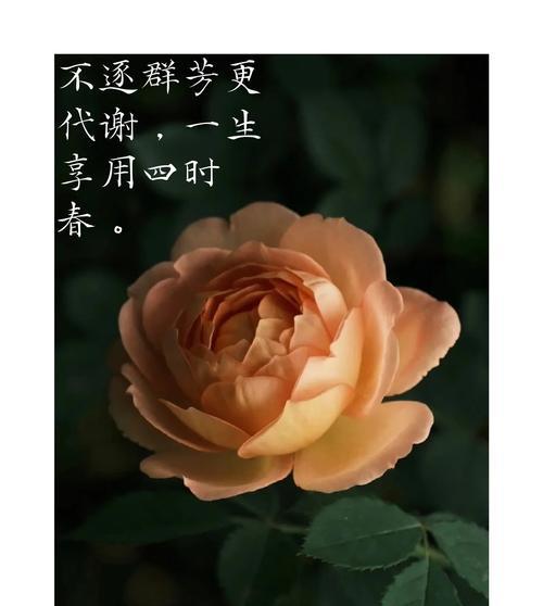 冬季月季黑斑病的防治方法（寻找冬季月季黑斑病的根源，科学有效地治疗）