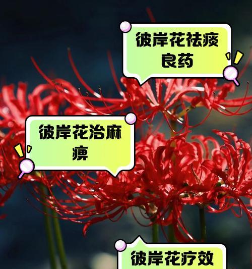 彼岸花秋天养护秘籍（以彼岸花秋天怎么养为主题的全面指南）
