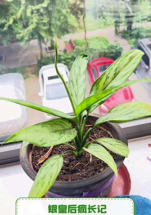 掌握银皇帝植物的养护技巧（打造美丽室内绿植，）