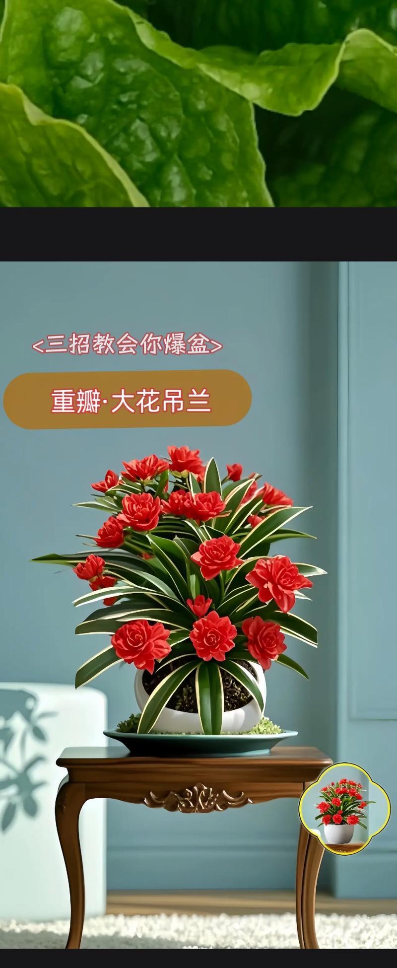 千叶吊兰的养殖方法与养护要点（轻松打造美丽空间，让千叶吊兰与你同行）