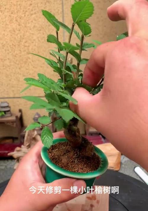 院内榆树修剪的技巧（打造整洁美观的院落，学会正确修剪榆树）