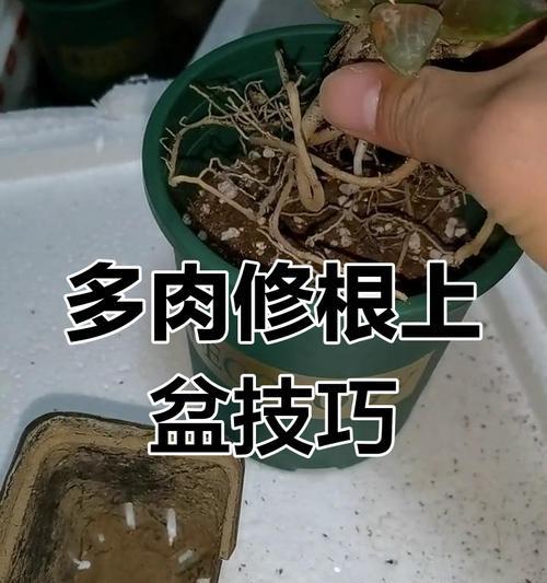 多肉植物如何进行移盆及栽培技巧（掌握多肉植物移盆的关键技巧，让你的多肉更加茁壮成长）
