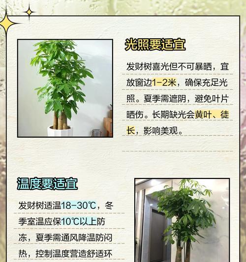 如何让发财树长得更加密实（打造茂盛繁密的发财树，让财富不断生长）