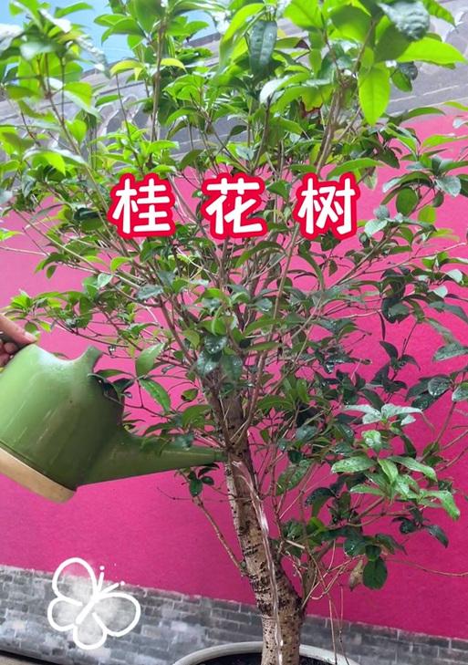 为什么花的叶子会变干尖？（探究叶子变干尖的原因及防止方法）