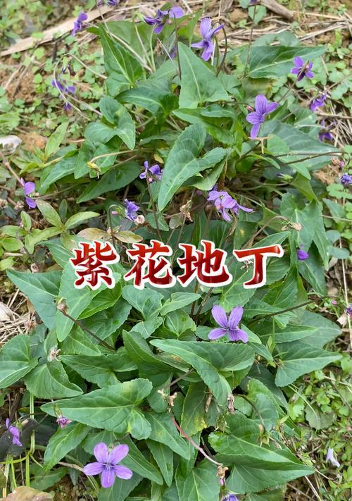以紫花地丁花怎么种植？（简单易学的紫花地丁花种植技巧）
