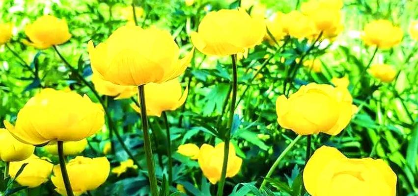 草原金莲花的种植技巧及养护方法（打造美丽草原，种植金莲花的关键）