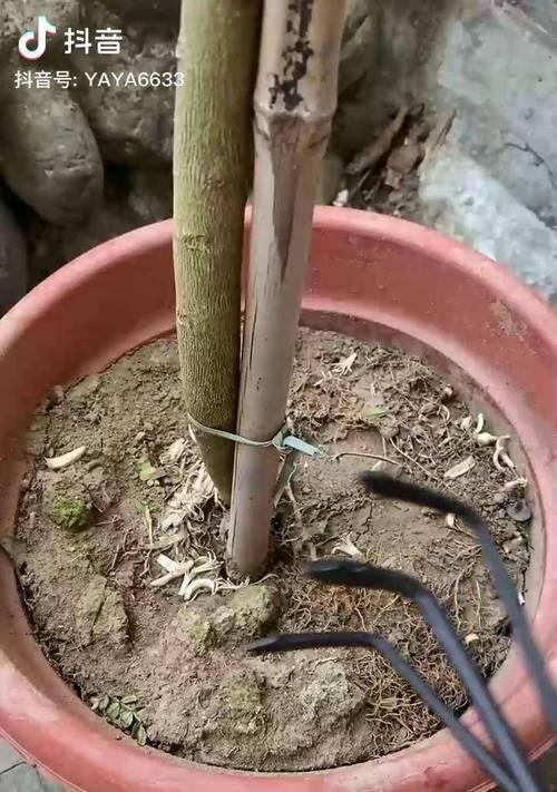 花盆土壤板结了怎么办？（解决土壤板结问题的有效方法）