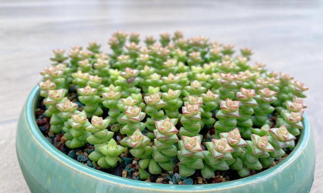 星王子多肉养护指南（打造健康美丽的多肉植物乐园）