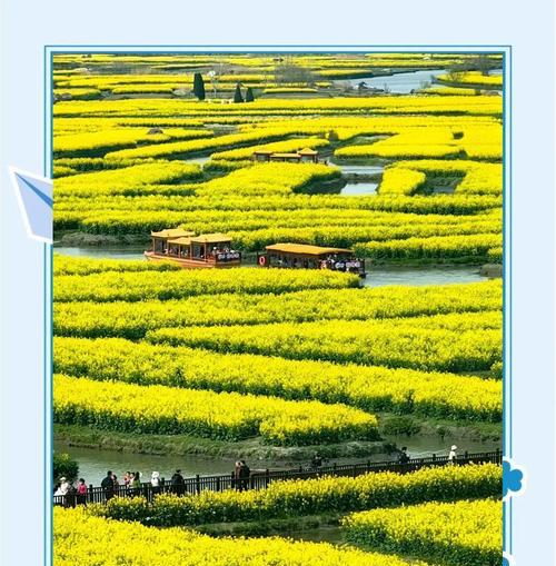 贵阳市花——紫花凤仙花（贵阳市花的来历、特点、分布和保护）