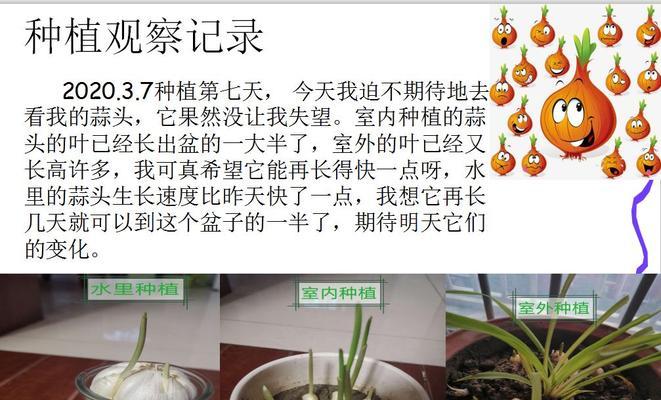 大蒜的生长环境（探究大蒜的生长地方条件，助力丰收）