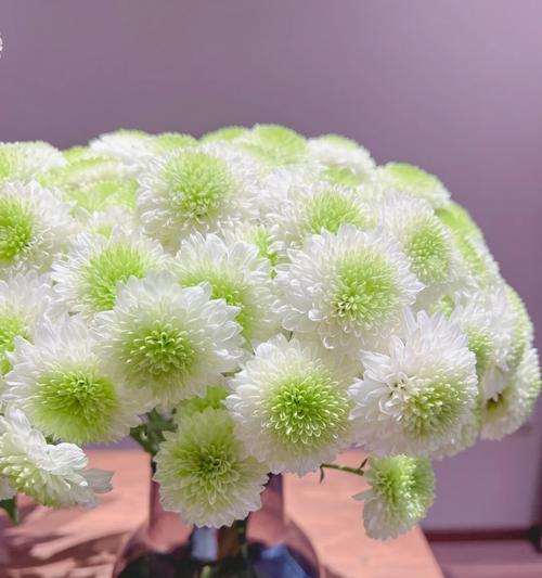 小菊的水养技巧（轻松掌握小菊的水养要点）