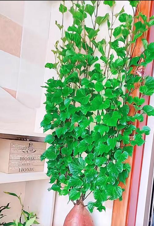 以番薯长芽为主题的盆景艺术（发现美的源泉——番薯盆景的魅力与创意）