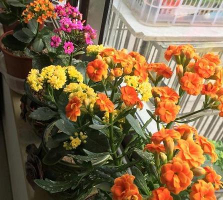 如何有效处理以花叶长煤碳灰（解决碳灰污染问题的关键措施）