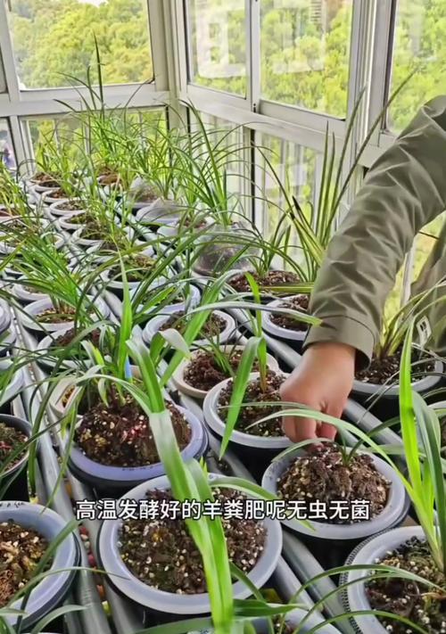 养花中遇到小飞虫怎么办？（有效方法帮你解决花卉小飞虫问题）