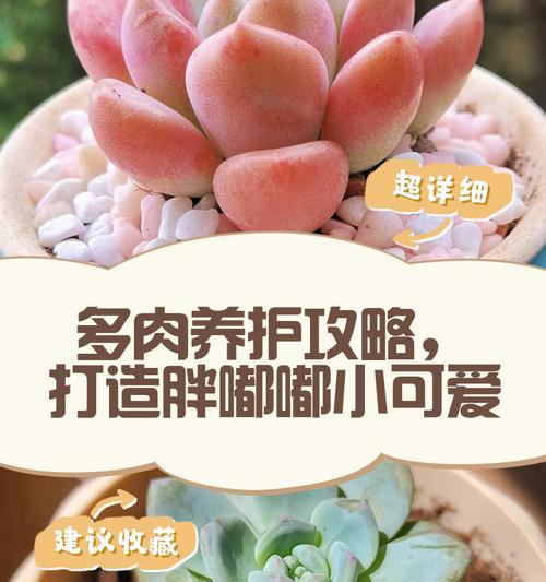 多肉少将的养护指南（掌握多肉少将的关键养护技巧，打造美丽多肉花园）