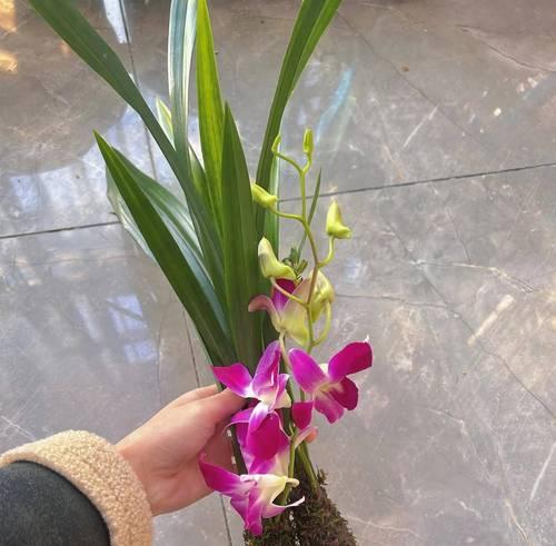 兰草花叶过长的处理方法（兰草花叶过长的原因及修剪技巧）
