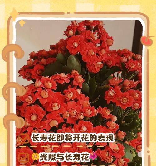 长寿花为何出现花苞不开花现象？（探寻长寿花花苞不开花的原因与解决方法）