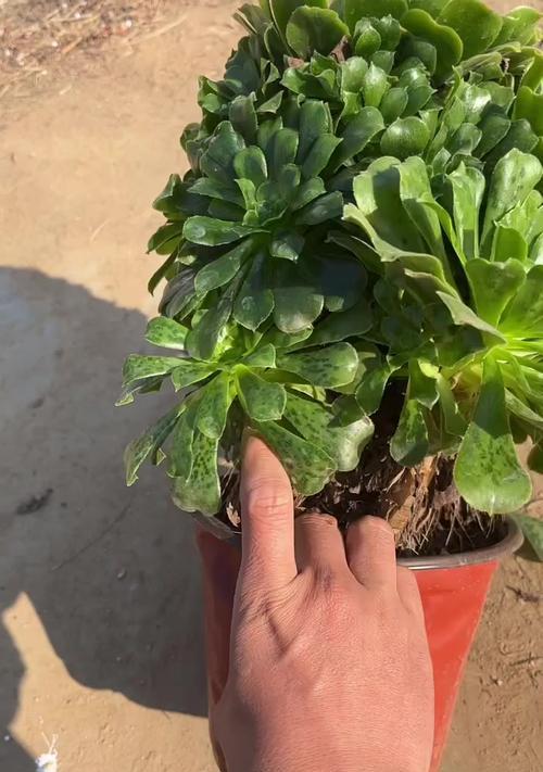 法师叶子焦边了，你知道原因吗？（探究法师叶子焦边现象的背后秘密）