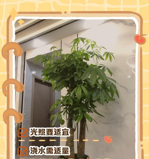 发财树怎么长高？掌握这些技巧，让你的发财树茁壮成长！（发财树的关键诀窍，从栽培到护理，一网打尽！）