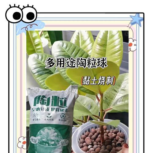 以陶粒养花的施肥技巧（掌握正确的施肥方法，打造健康的花园）