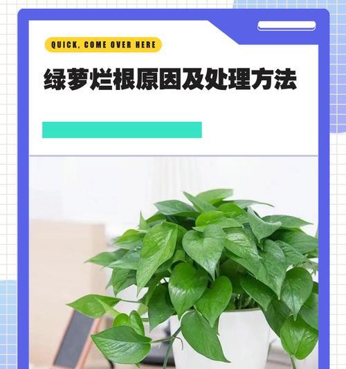 以水插绿萝如何生根（简单易行的方法分享，让绿萝更容易生根）